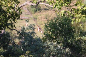 IMG_0828